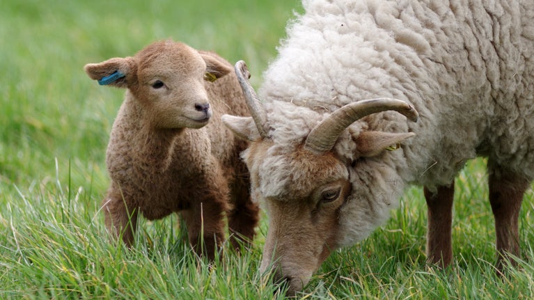 Image shows a Portland ewe and lamb in the grass in the walled Kitchen Garden at Calke